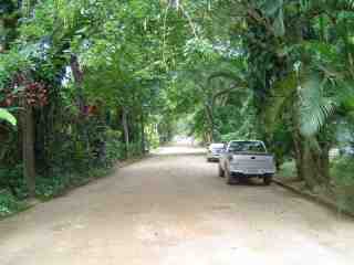 Itamambuca_aerea